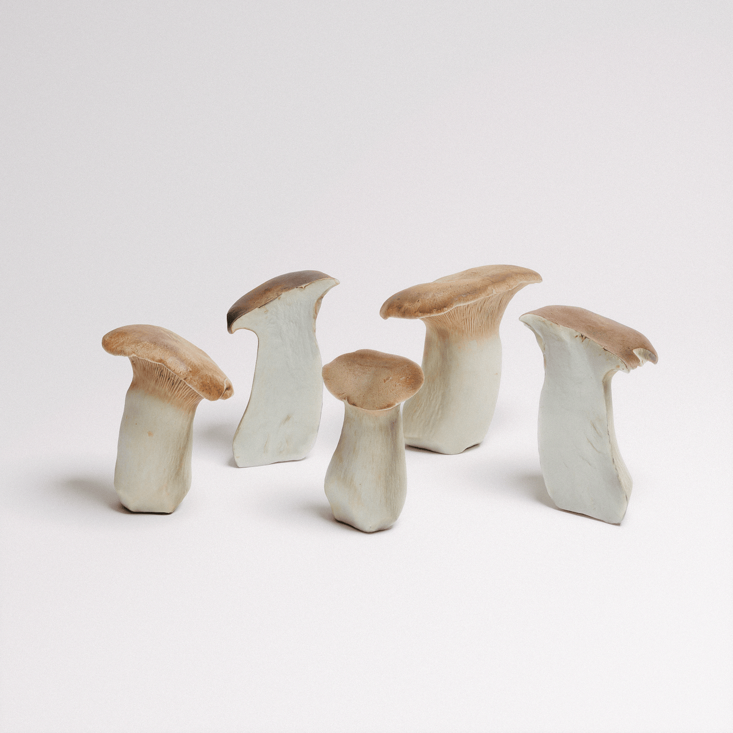 King Oyster Mushroom