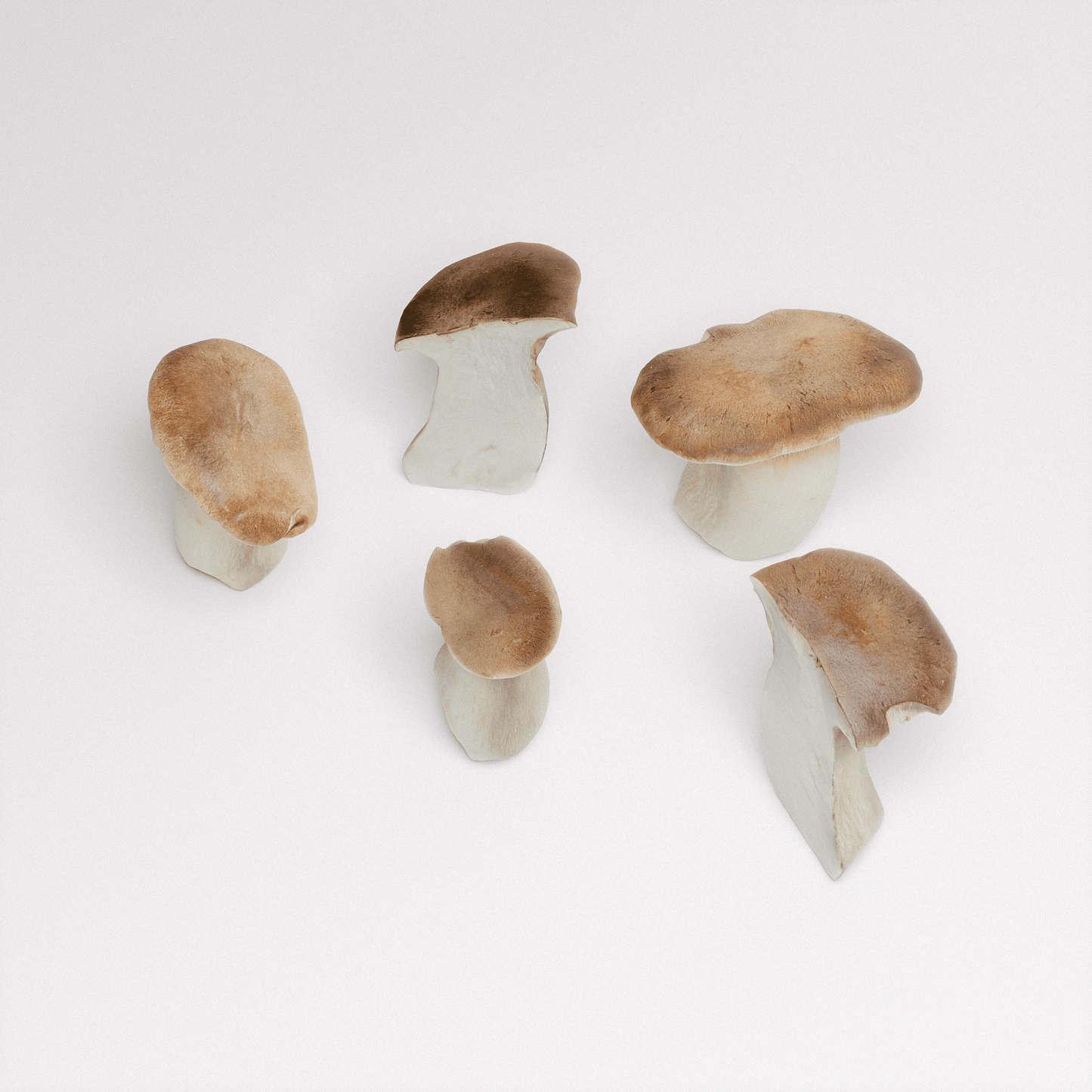 King Oyster Mushroom