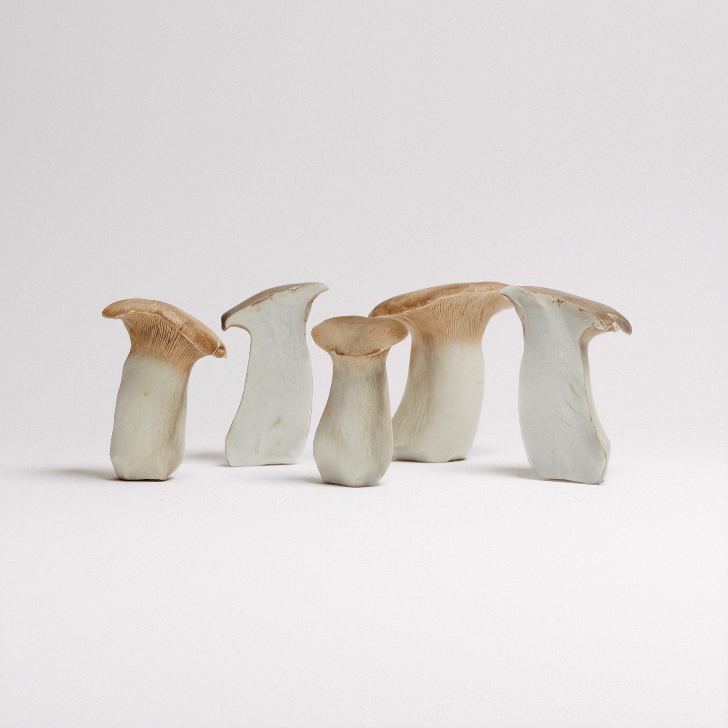 King Oyster Mushroom