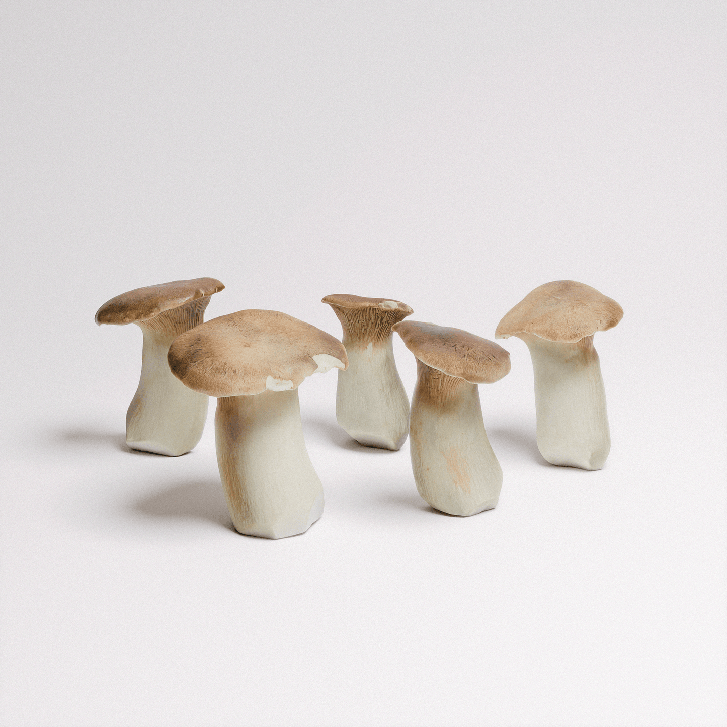 King Oyster Mushroom