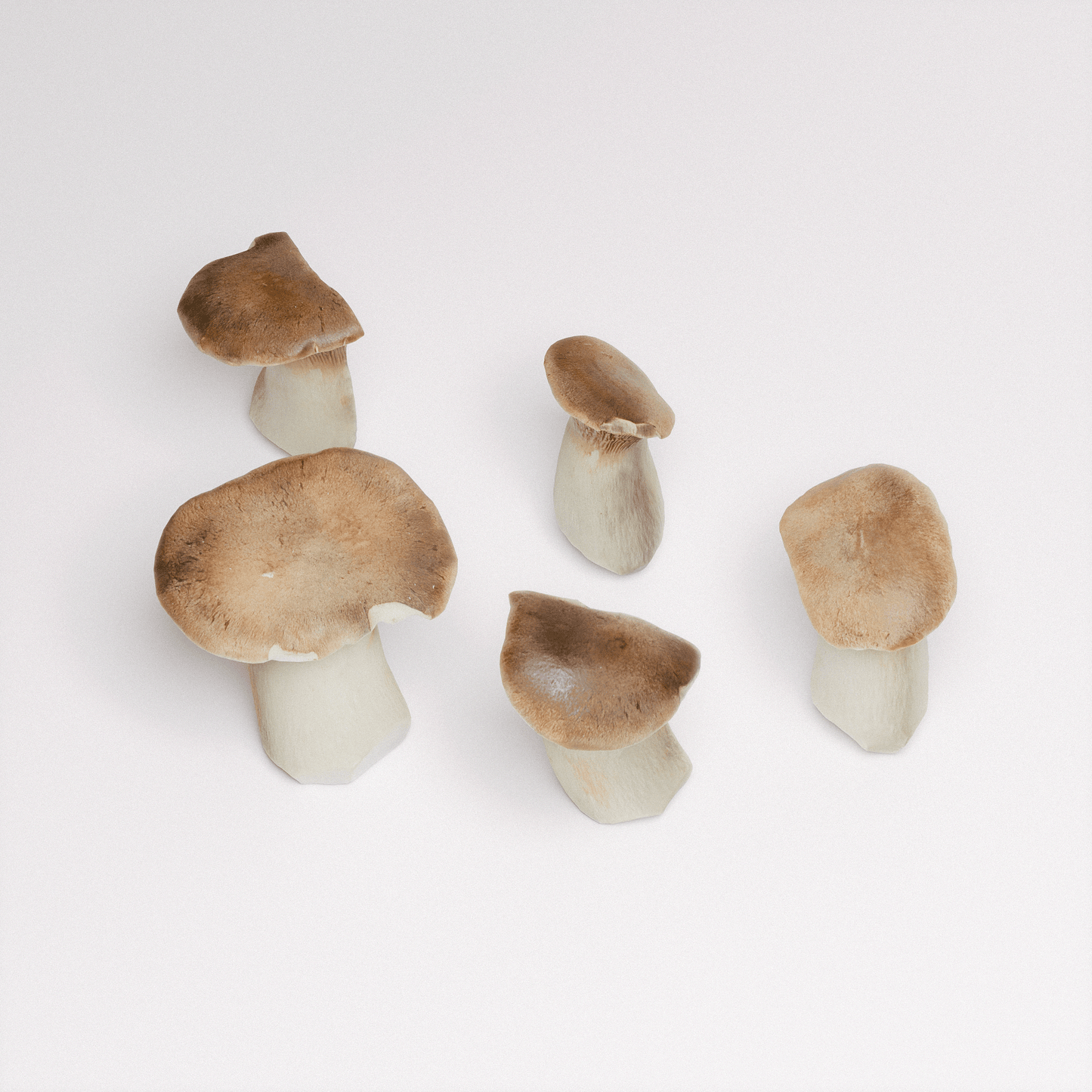 King Oyster Mushroom