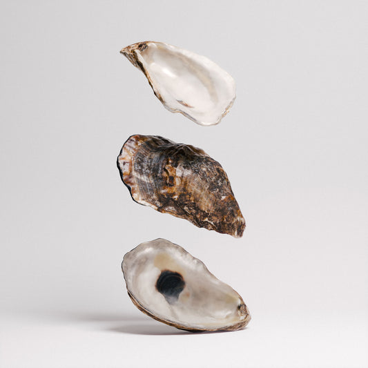 Oyster Shells Set