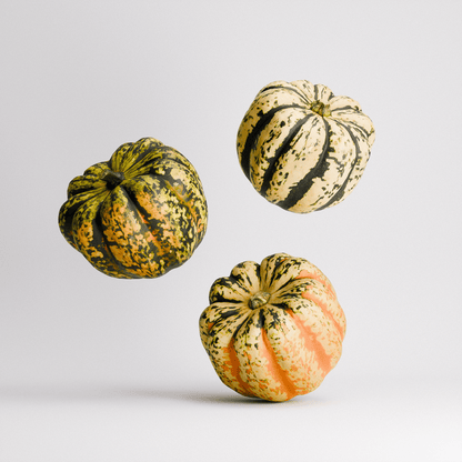 Carnival Squash Set 01