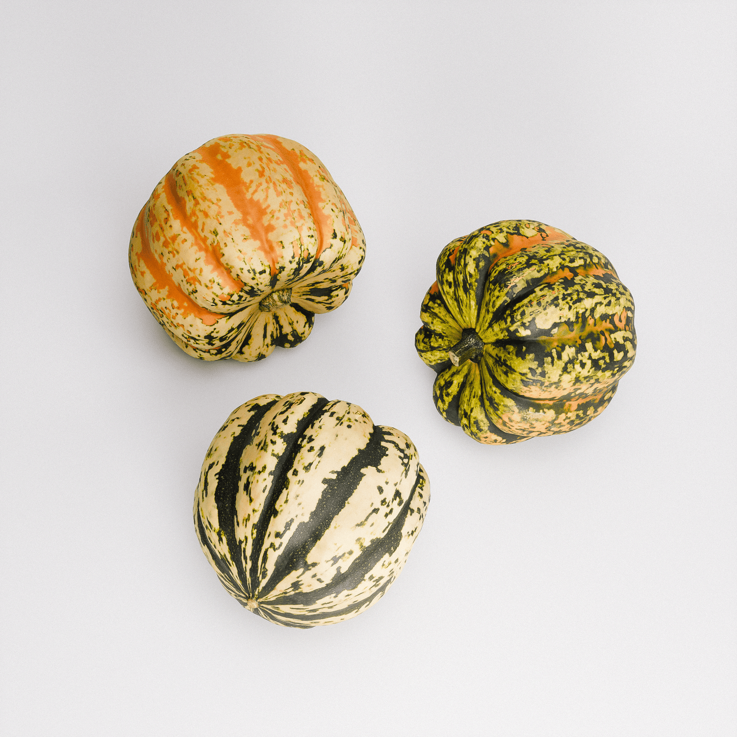 Carnival Squash Set 01