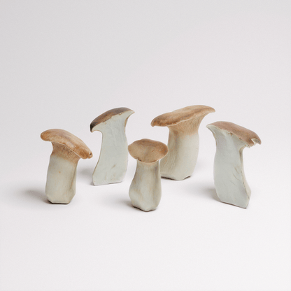 King Oyster Mushroom