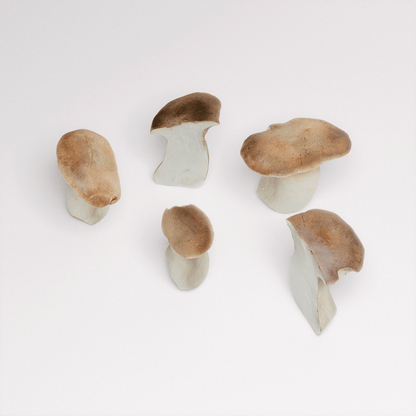 King Oyster Mushroom