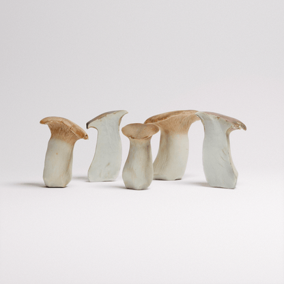 King Oyster Mushroom