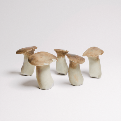 King Oyster Mushroom