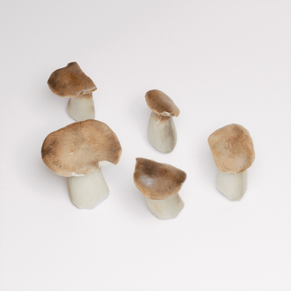 King Oyster Mushroom