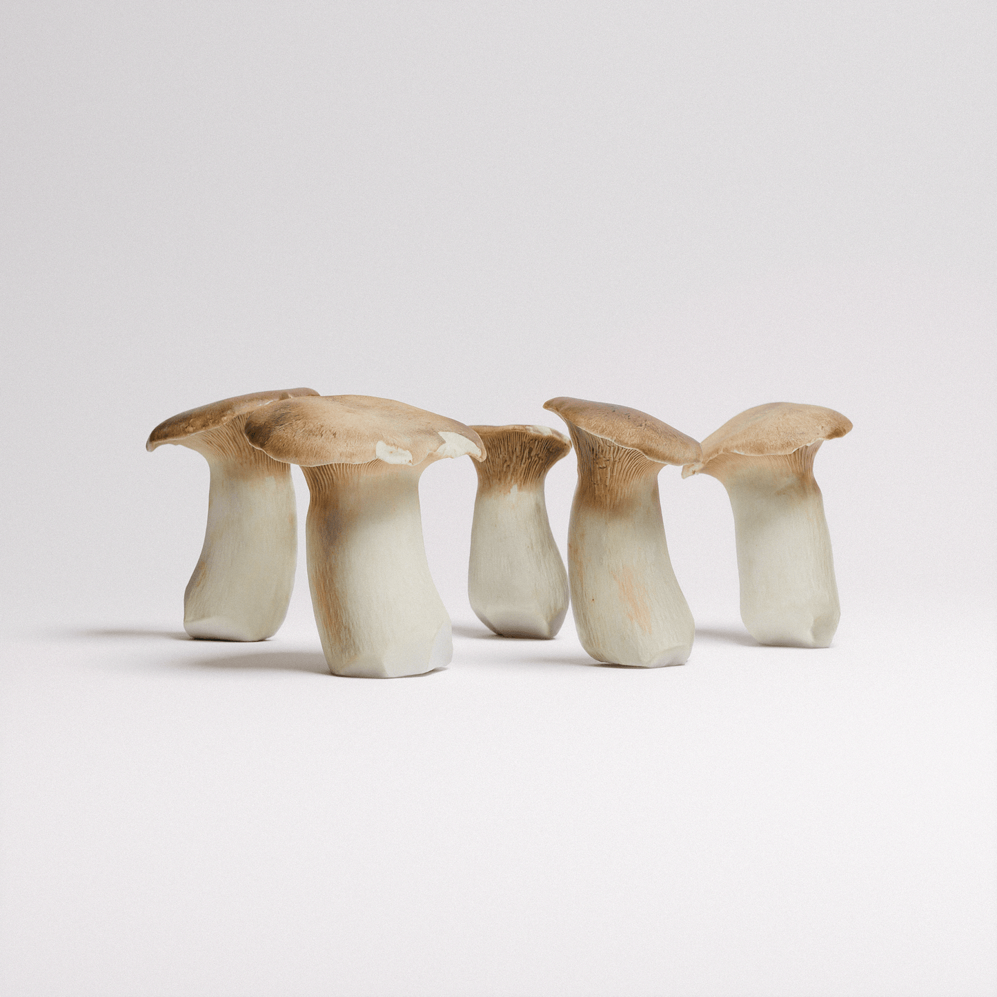 King Oyster Mushroom