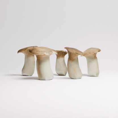 King Oyster Mushroom
