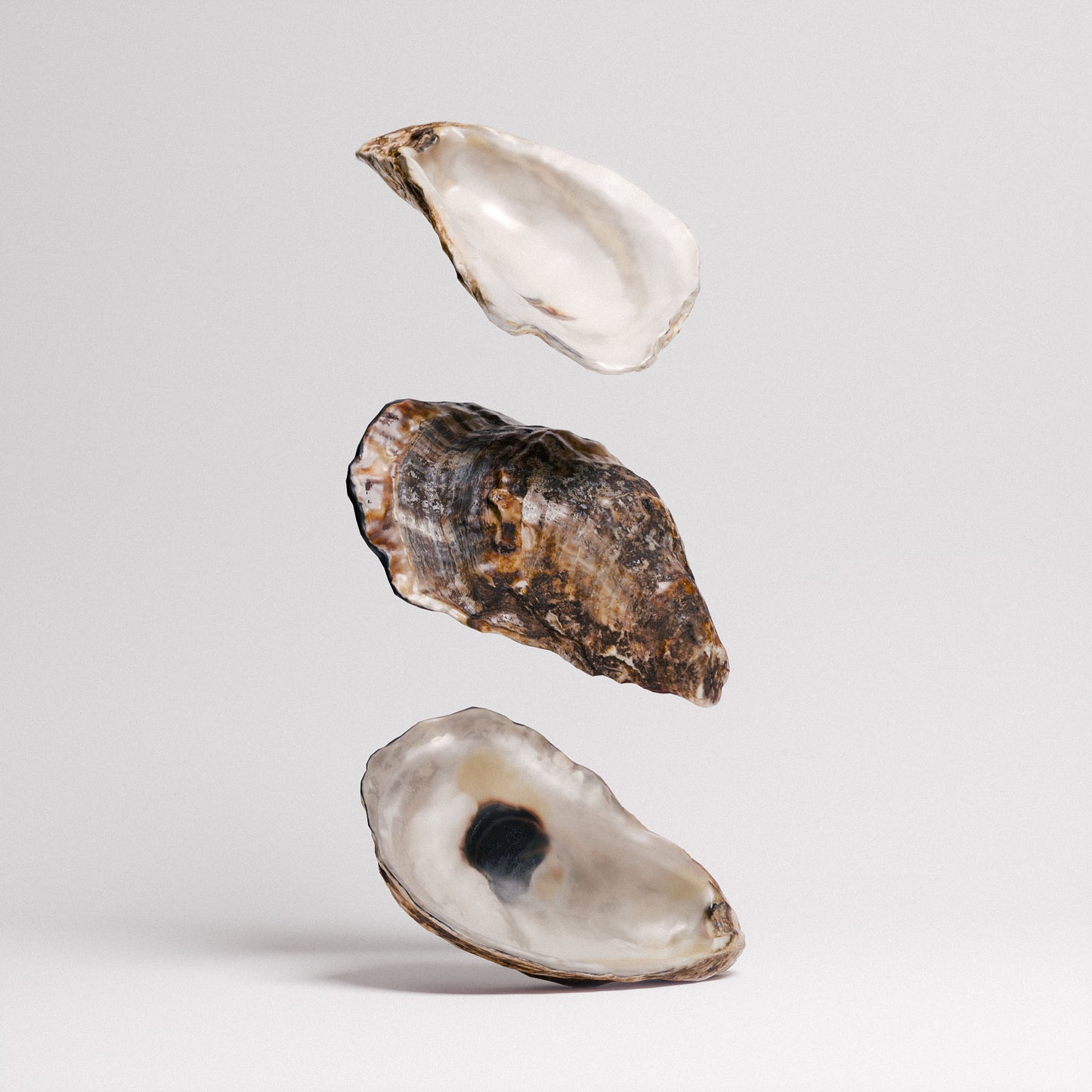 Oyster Shells Set