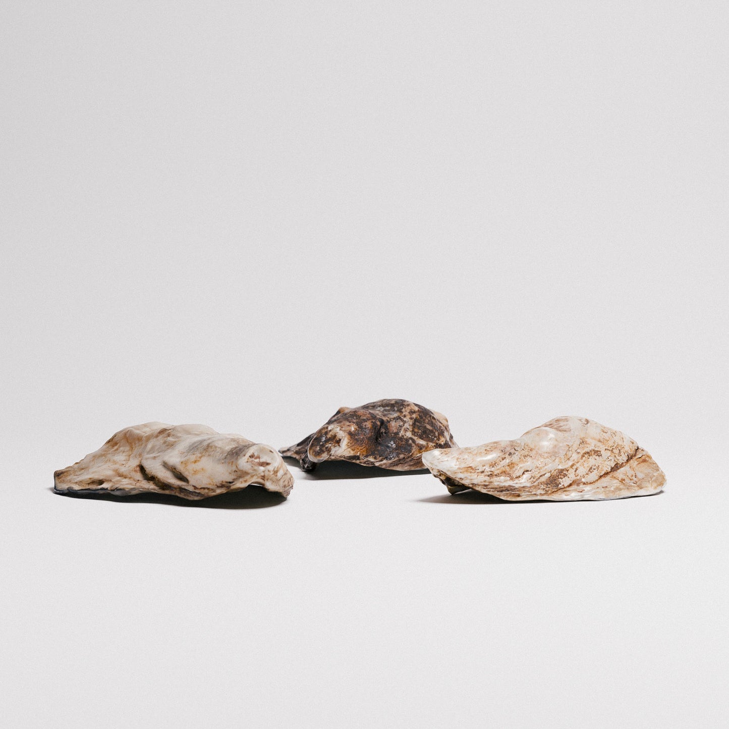 Oyster Shells Set