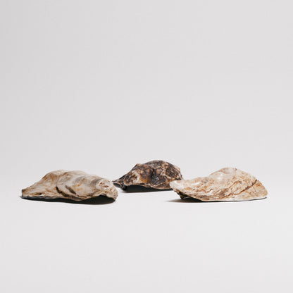 Oyster Shells Set