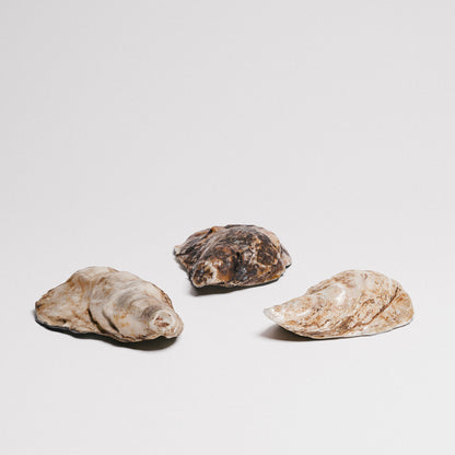 Oyster Shells Set