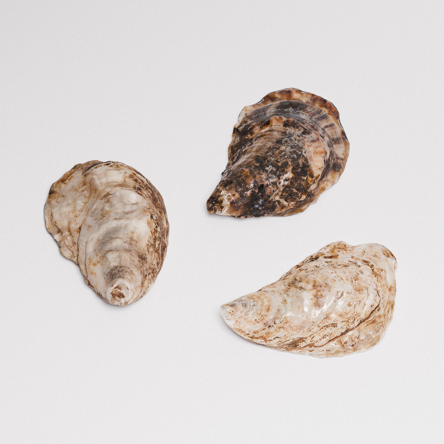 Oyster Shells Set