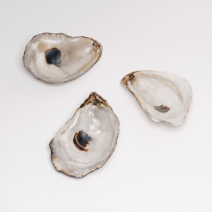 Oyster Shells Set